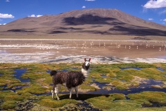 Lama on Santa de Ayes National Park in Bolivia andes