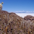 Pescado_island_on_Santa_de_Ayes_National_Park_in_Bolivia_andes.jpg