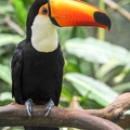Colorful Tucan on the forest of Brazil