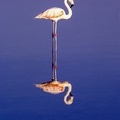 Flamingo in Laguna Chaxa in the chilean andes