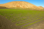 Agricultural cultivation on volcanic soil