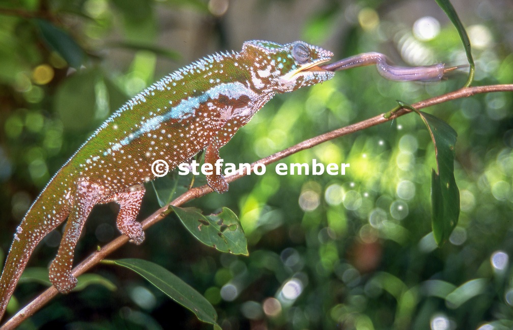 Chameleon is catching a cricket by extending his tongue on the forest