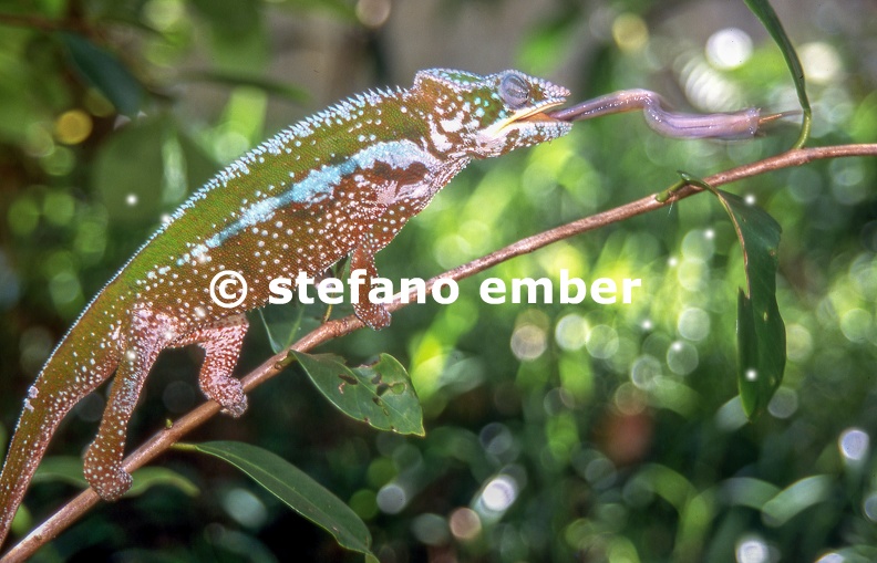 Chameleon_is_catching_a_cricket_by_extending_his_tongue_on_the_forest.jpg