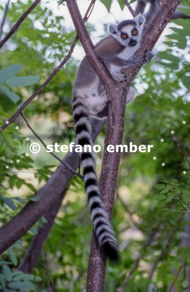 Lemur_Catta_on_a_tree.jpg