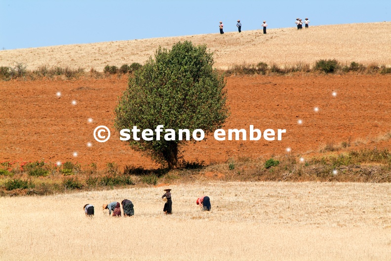 Farmers harvesting wheat on the countryside of Pindaya