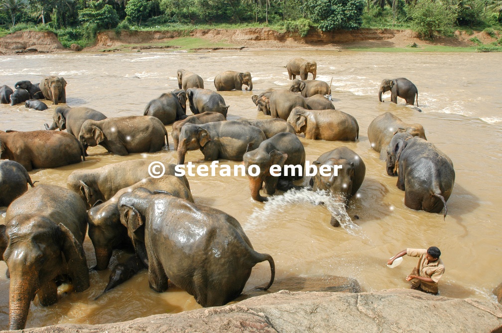 Elephants from the Pinnewala Elephant Orphanage enjoy their daily bath