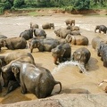 Elephants from the Pinnewala Elephant Orphanage enjoy their daily bath