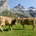 Brown cows that graze at Furenalp over Engelberg