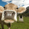 Curious_cow_in_the_alpine_meadow_at_Engelberg.jpg