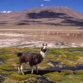 Lama on Santa de Ayes National Park in Bolivia andes