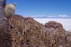 Pescado island on Santa de Ayes National Park in Bolivia andes