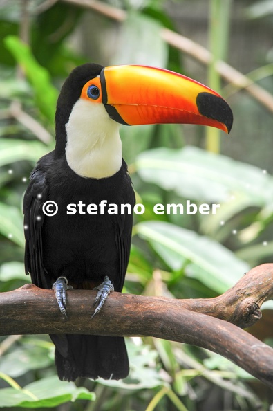 Colorful_Tucan_on_the_forest_of_Brazil.jpg