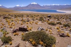 Lake Miscanti on Atacama desert