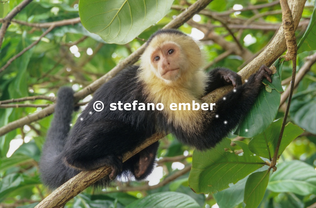 Capuchin Monkey in the jungle