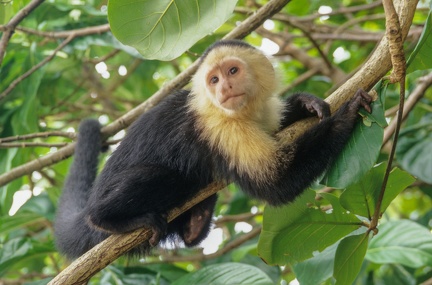 Capuchin Monkey in the jungle
