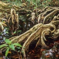 Tropical tree roods of Cahuita national park