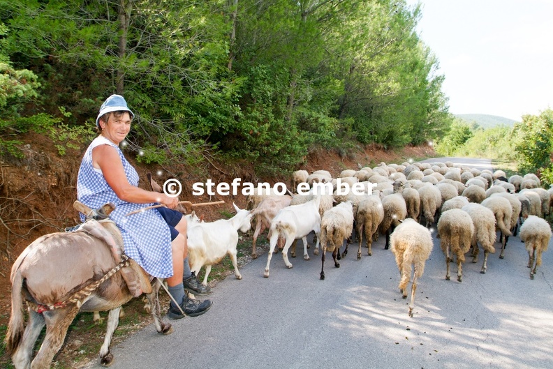 Woman on a donkey with his flock of sheep and goats