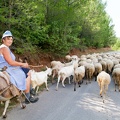 Woman_on_a_donkey_with_his_flock_of_sheep_and_goats.jpg