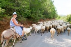 Woman on a donkey with his flock of sheep and goats