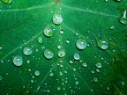 Close up of a leaf after rain