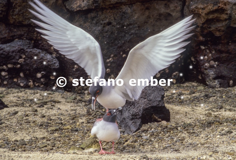 Swallow-tailed Gulls mating on Genovesa island Galapagos National Park