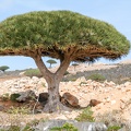 Endemic_Dragon_tree_of_Socotra_Island_.jpg