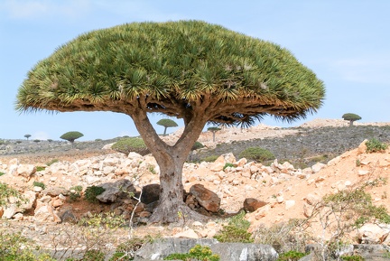 Endemic Dragon tree of Socotra Island 