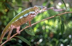 Chameleon is catching a cricket by extending his tongue on the forest