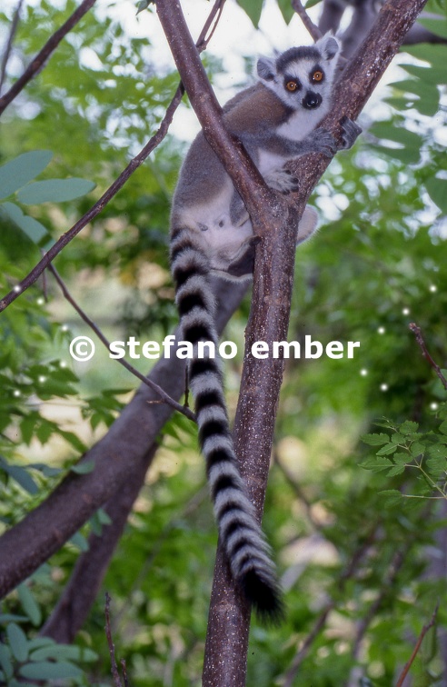 Lemur Catta on a tree