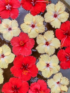 Red and white water flowers composition