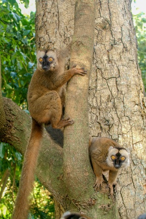Common brown lemur on a tree