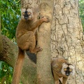 Common_brown_lemur_on_a_tree.jpg