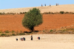 Farmers harvesting wheat on the countryside of Pindaya