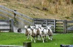 Dog with flock of sheep on a meadow
