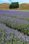 View at a lavender field near lake Pukaki
