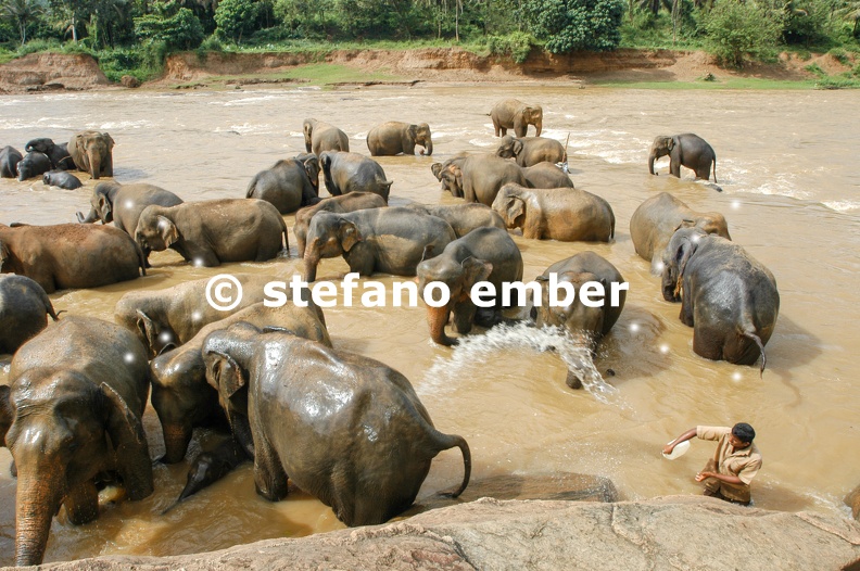 Elephants_from_the_Pinnewala_Elephant_Orphanage_enjoy_their_daily_bath.jpg