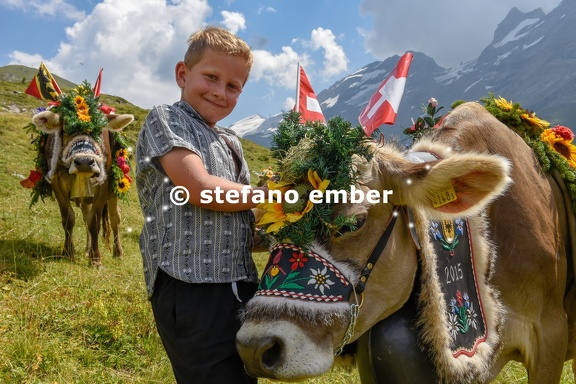 Boy and decorated cow on the annual transhumance at Engstlenalp
