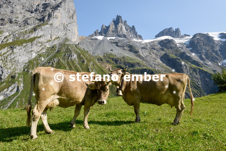 Brown_cows_that_graze_at_Furenalp_over_Engelberg.jpg