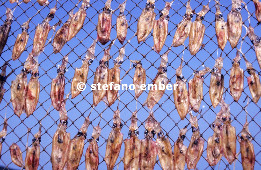 Squid placed on a net to dry in the sun at Ko Phangan island