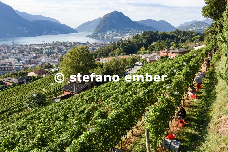 People harvesting grape on a vineyard at Porza near Lugano