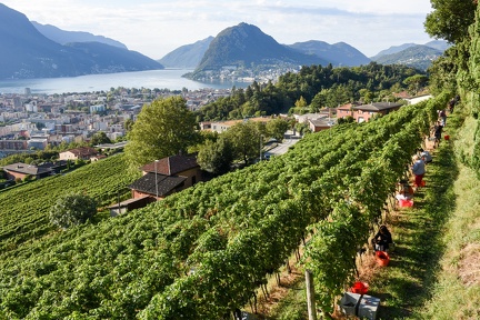 People harvesting grape on a vineyard at Porza near Lugano