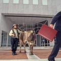 Proud farmer with his cow in front of a bank and businessman holding briefcase