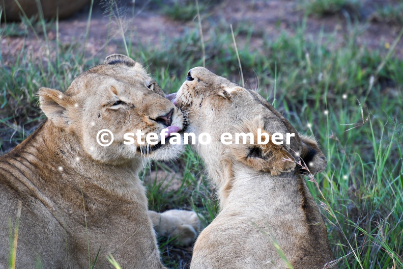 Lionesses_on_Kruger_national_park.jpg