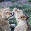 Lionesses on Kruger national park