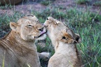 Lionesses on Kruger national park