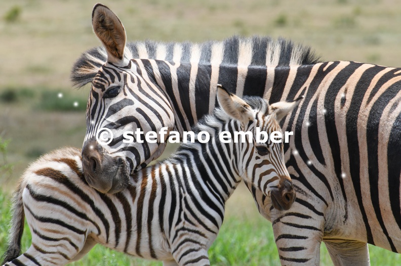 Zebras_at_Addo_Elephant_national_park.jpg