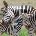Zebras_at_Addo_Elephant_national_park.jpg