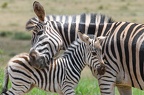 Zebras at Addo Elephant national park